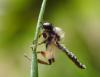 Bibio lanigerus